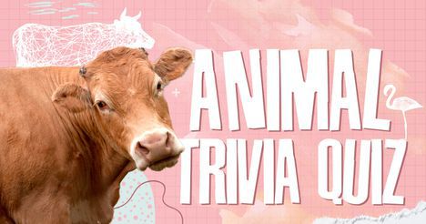 Animal Trivia Quiz!