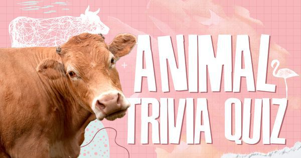 Animal Trivia Quiz!