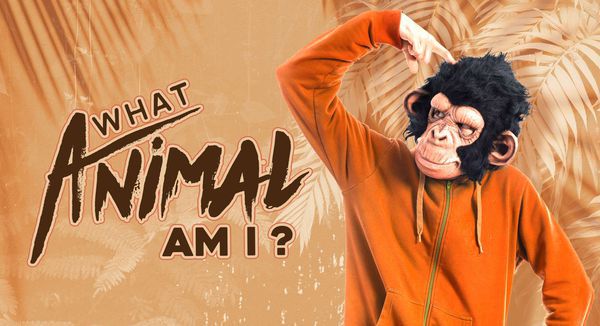 What Animal Am I? The Most Accurate What Animal Are You Quiz!