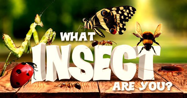 What Insect Are You?