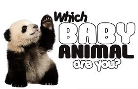 Which Baby Animal Are You?