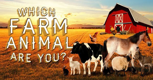 Which Farm Animal Are You?